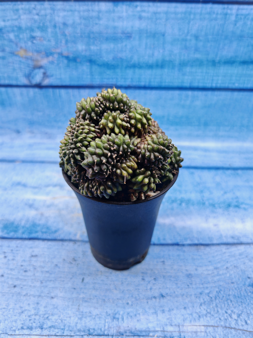 Gymnocalycium Spineless Crested form (Гимнокалициум Кристатный)