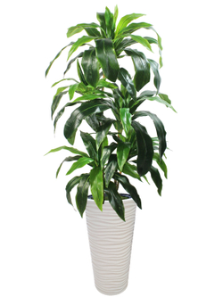 Искусственное растение драцена Джанет зеленая 140 см в высоком круглом белом кашпо