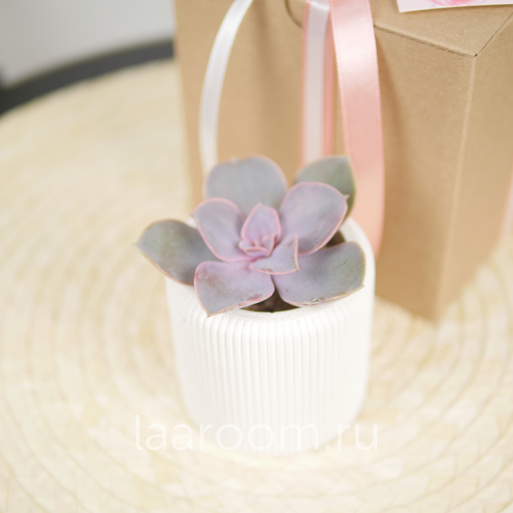 Суккулент в кашпо №1