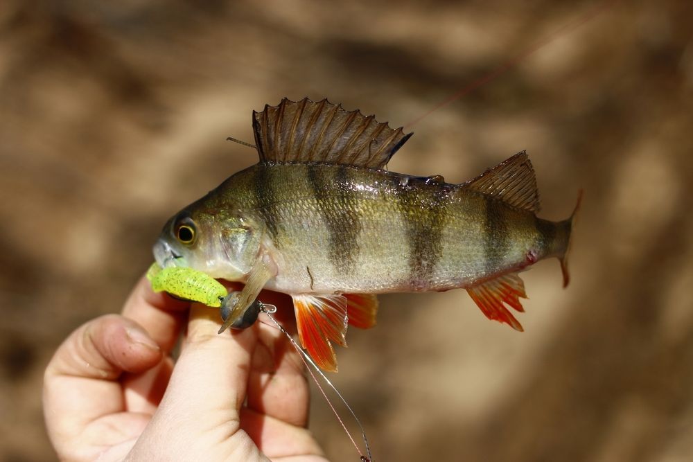 Мягкая приманка Lucky John J.I.B TAIL 1.5in (38 мм), цвет 033, 15 шт/уп