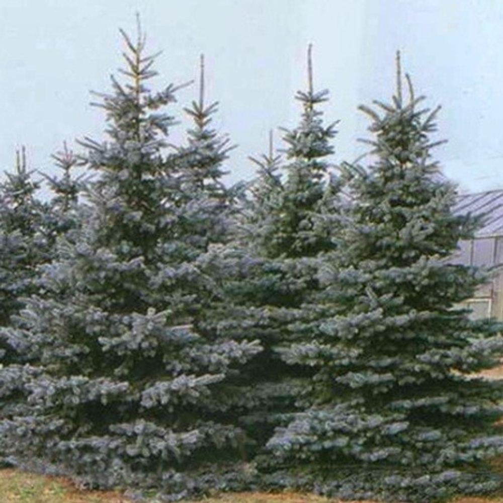 Ель колючая Глаука Мисти Блю (ком) 140-160