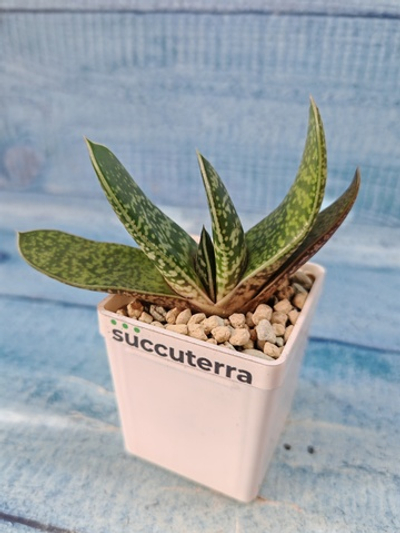 Gasteria Minima (Гастерия)