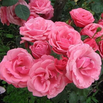 Рамира (Ramira)