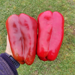 Перец Сладкий