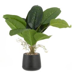 GAEM Цветочная композиция "Фикус", L54 W54 H50 см