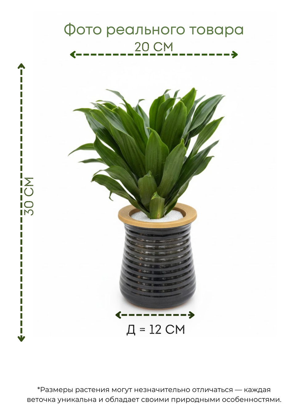 Драцена Sun God д.11 горшок с автополивом