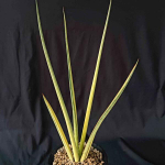 Сансевиерия ANGEL WING YELLOW VAR