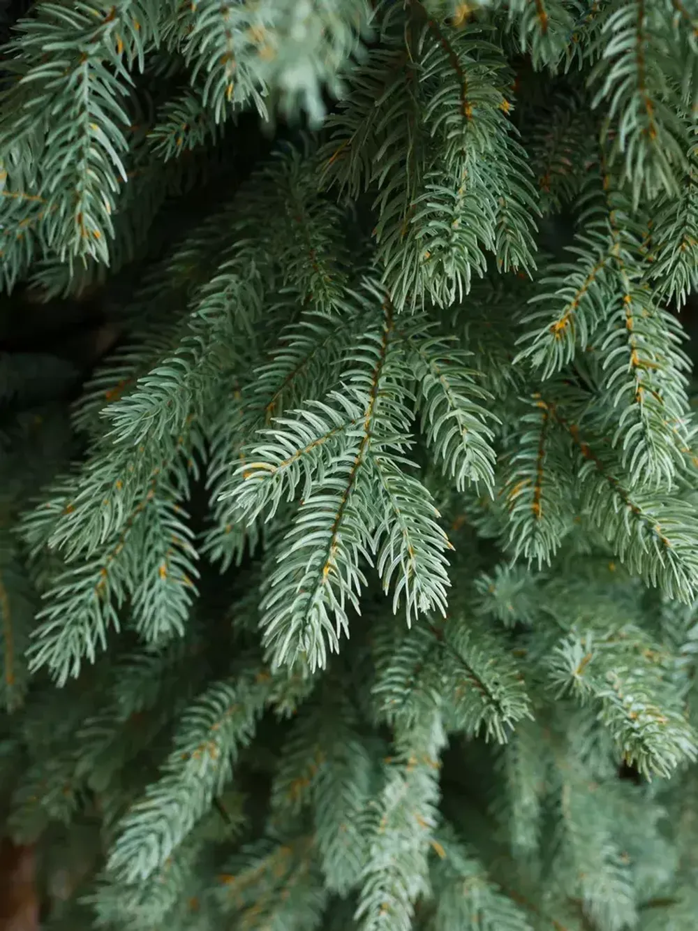 Ель искусственная голубая «Марселло» (Литая хвоя) от 1.8 до 2.4 м