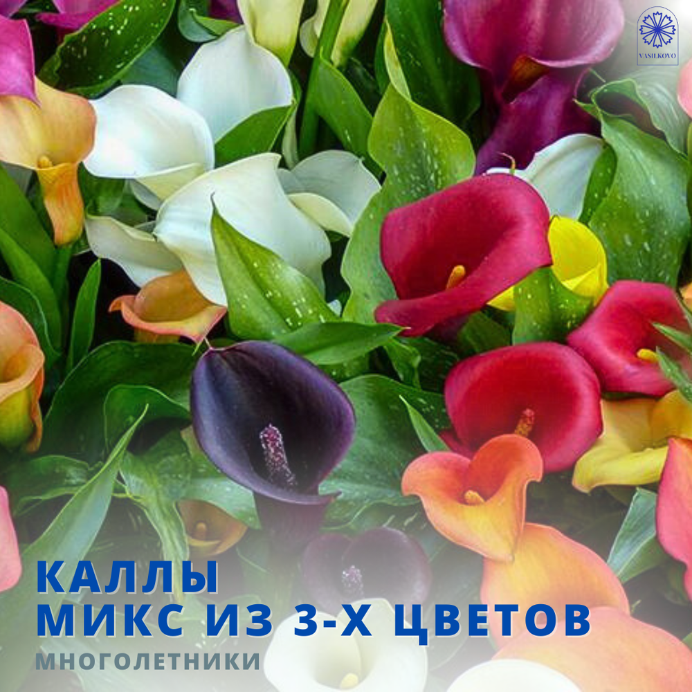 Каллы (микс цветов)