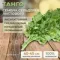 ТАНГО семена сельдерея (Bejo | Alexagro)