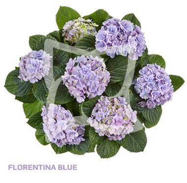 Гортензия крупнолистная (Macrophylla) Florentina Blue 12 шт.