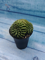 Gymnocalycium Spineless Crested form (Гимнокалициум Кристатный)