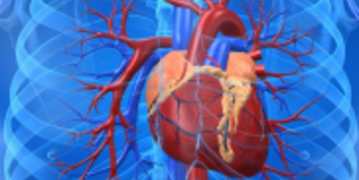 Сердечно-сосудистая система