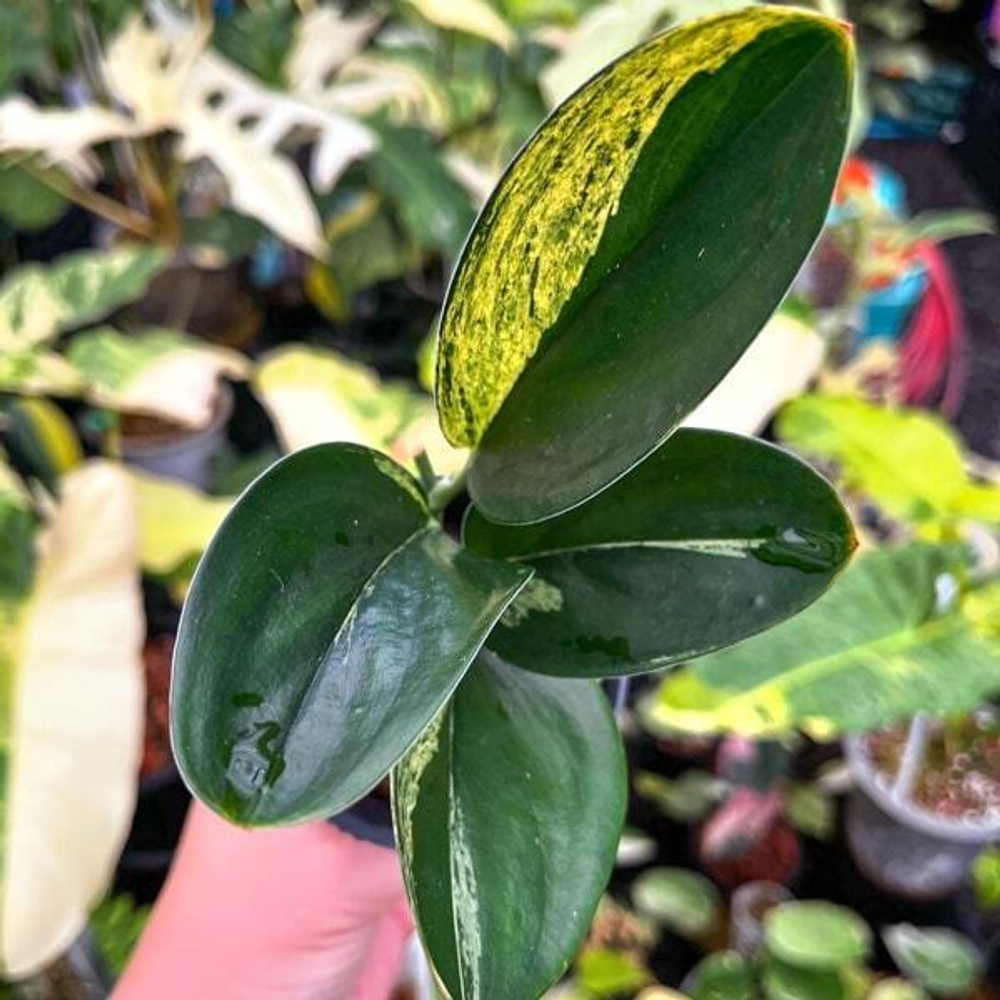 Сциндапсус TREUBI DARK VAR