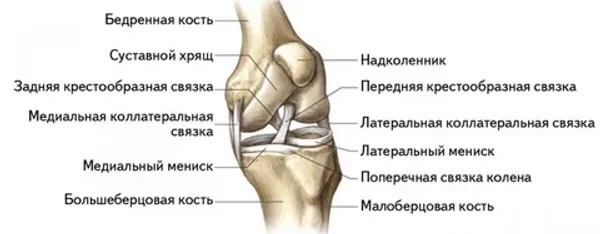 Суставы и связки