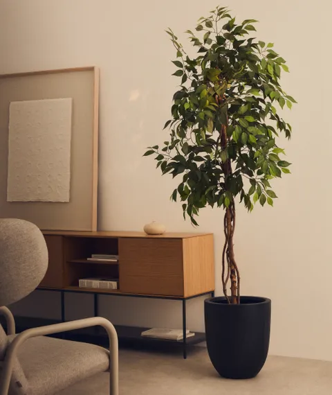Ficus Искусственное дерево фикус в черном горшке 180 см