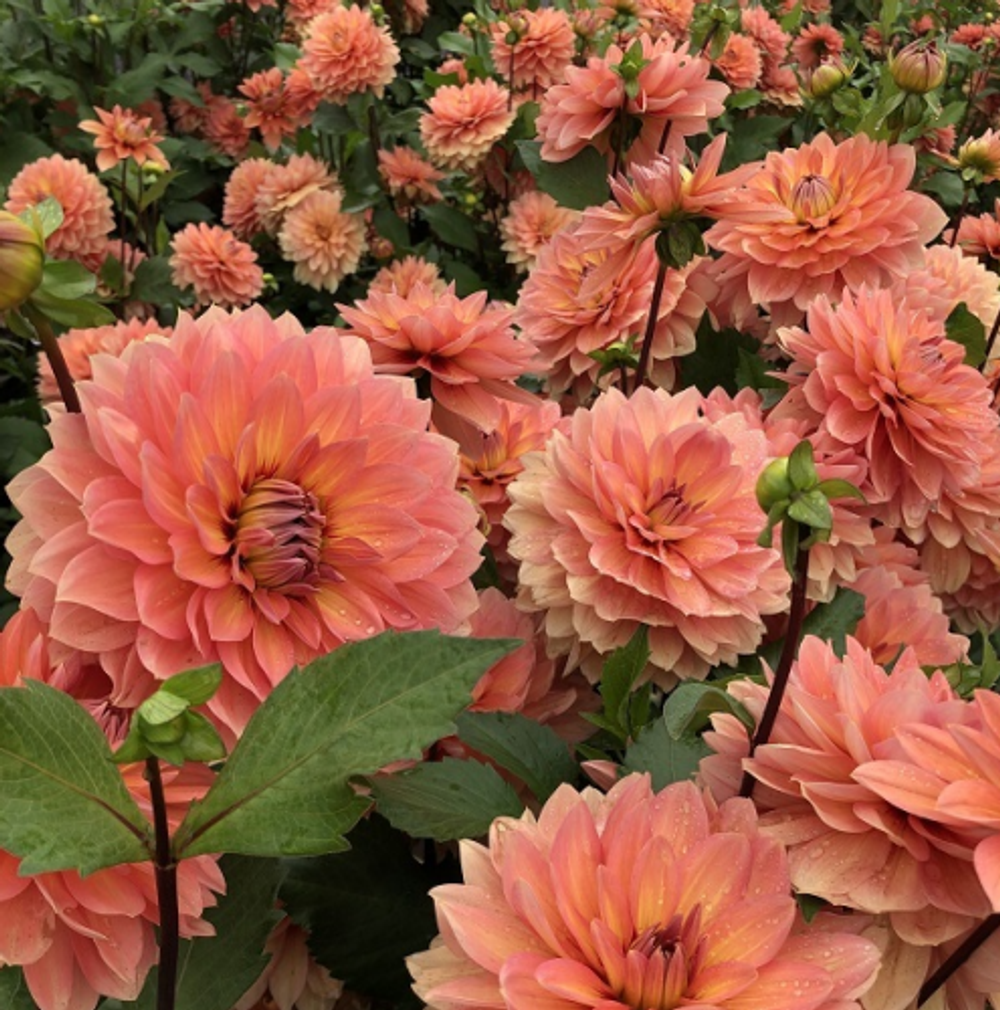 Георгин Nicholas (корень) Закупка М55 апрель 2026