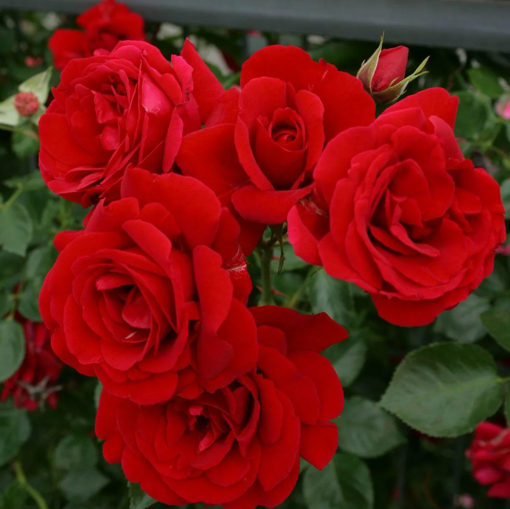 Роза плетистая Симпати ОКС конец апреля -май 2026