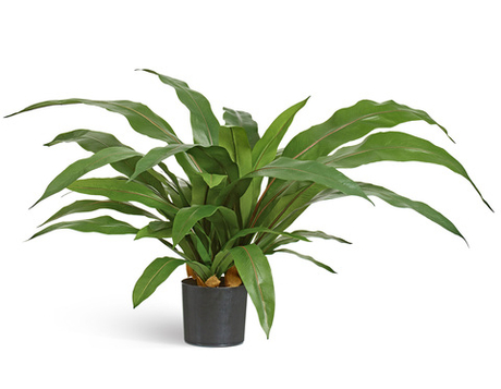 Асплениум куст Гигант в кашпо