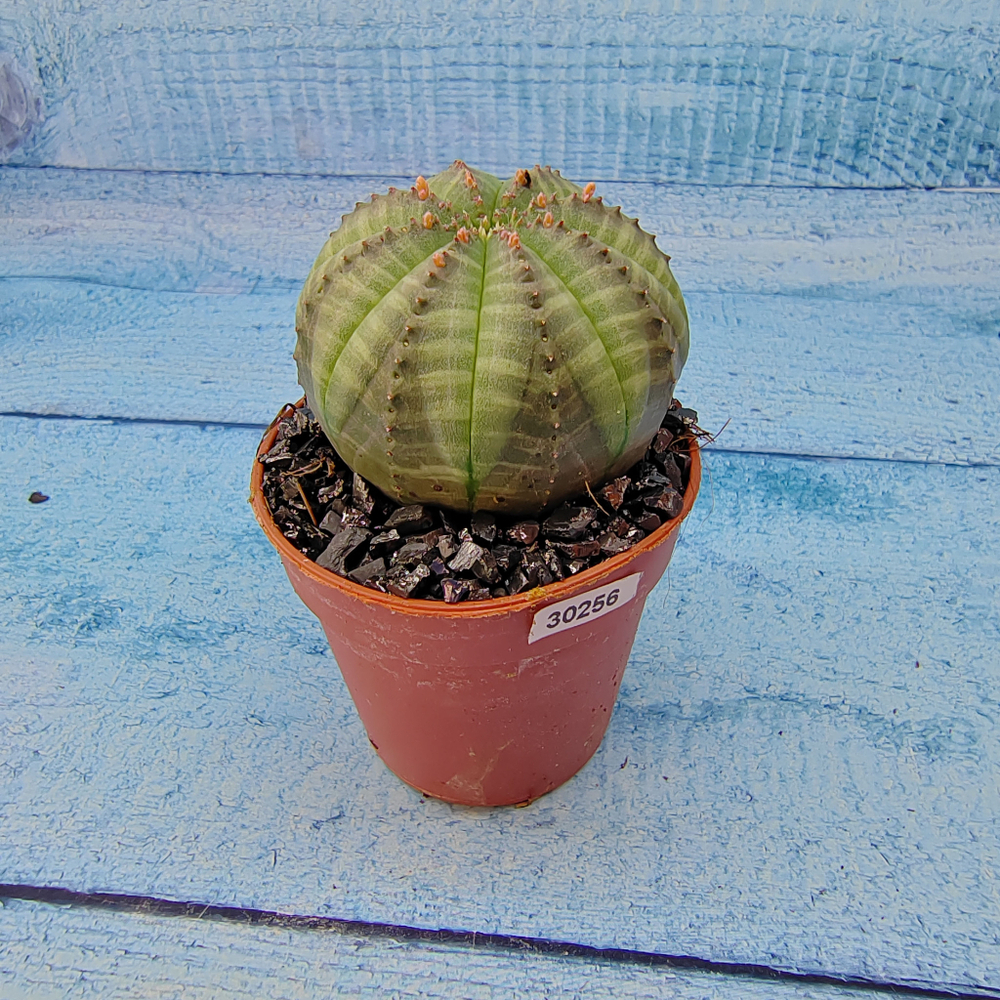 Euphoria Obesa (Эуфорбия)