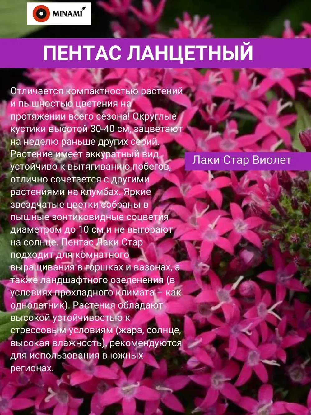 Пентас ланцетный набор