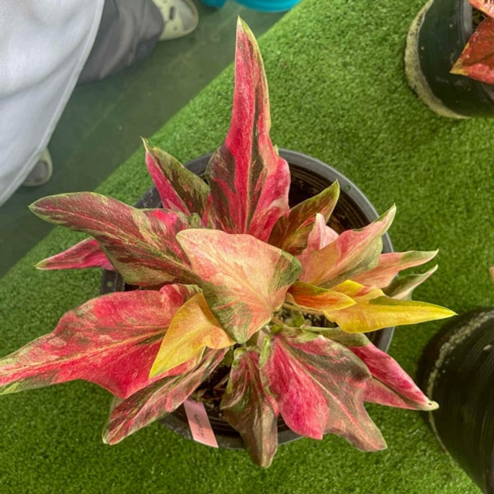 Каладиум PHRANG CHOMPHU – PINK CAMOUFLAGE (K53)