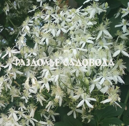 Клематис Жгучий Белое Облако