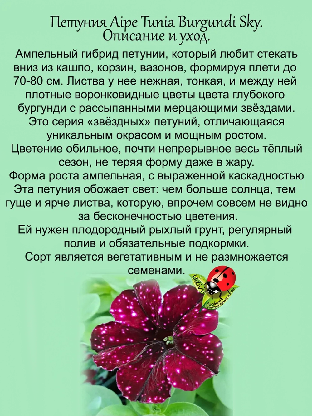 Петуния Бургунди Скай звездная