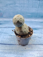 Tephrocactus Geometricus (Тефрокактус)