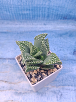Faucaria Tuberculosa (Фаукария)