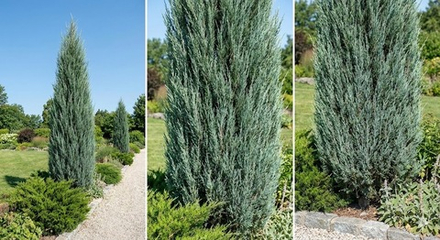 Можжевельник скальный «Blue Arrow»