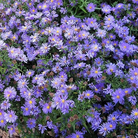 Астра кустарниковая "Blaue Lagune". Aster dumosus "Blaue Lagune".