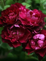 Роза шраб Кардинал Хьюм