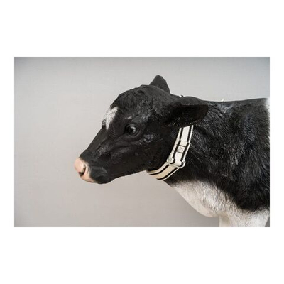 Ошейник для КРС маркировочный с ременной застежкой, ширина 40 мм, длина 130 см, цвет бело-черный