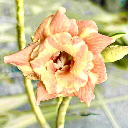 Адениум ECLAIRS