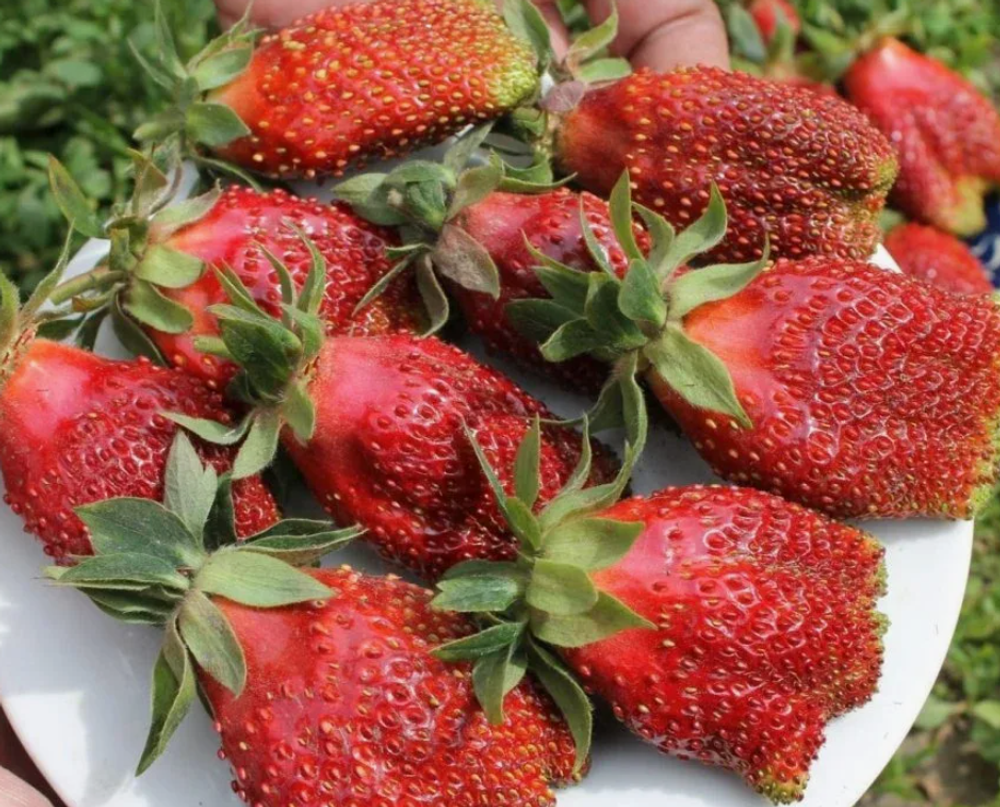 Клубника Земклубника Купчиха улучшенная рассада меристема