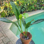 Филодендрон GLAZAVOII