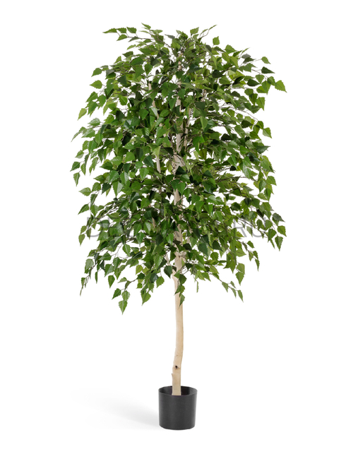 Берёза натуральная 180 см 2/2 10.57805N