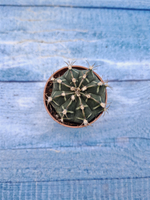 Gymnocalycium Friedrichii (Гимнокалициум)