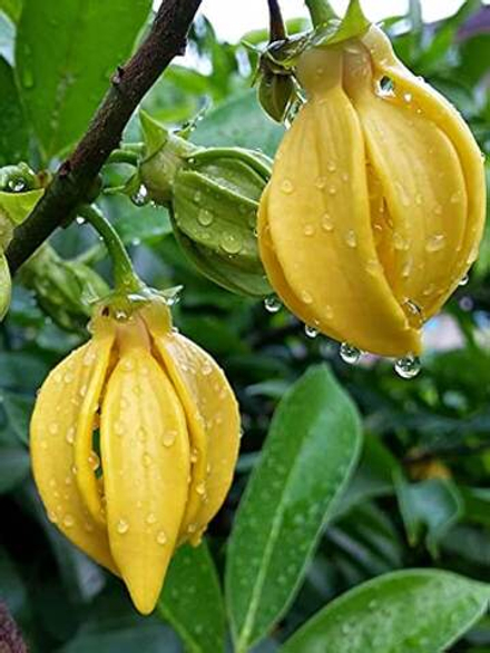 YLANG YLANG EXTRA P&N EO / ИЛАНГ-ИЛАНГ ЭКСТРА P&N EO CAS 8006-81-3 ; 83863-30-3