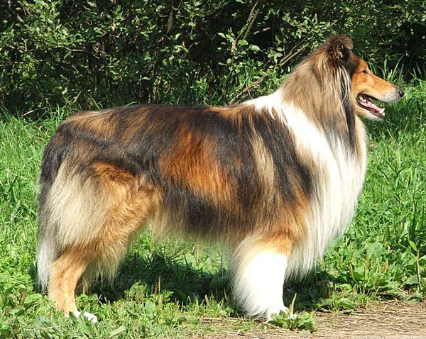 Длинношерстные колли