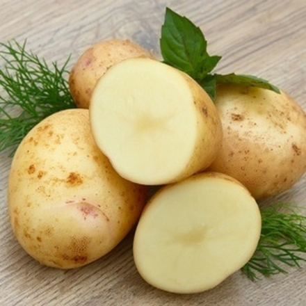 Картофель семенной Удача