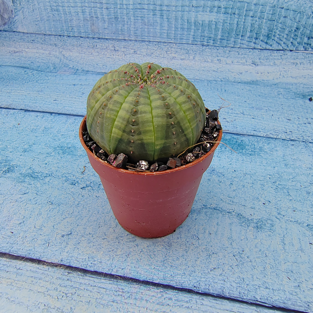 Euphoria Obesa (Эуфорбия)