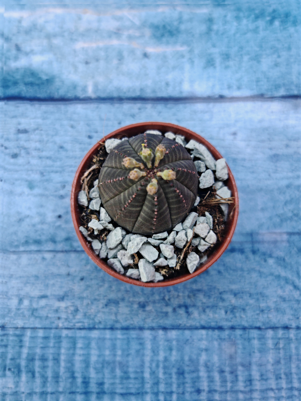 Суккулент Euphorbia Obesa (Эуфорбия)