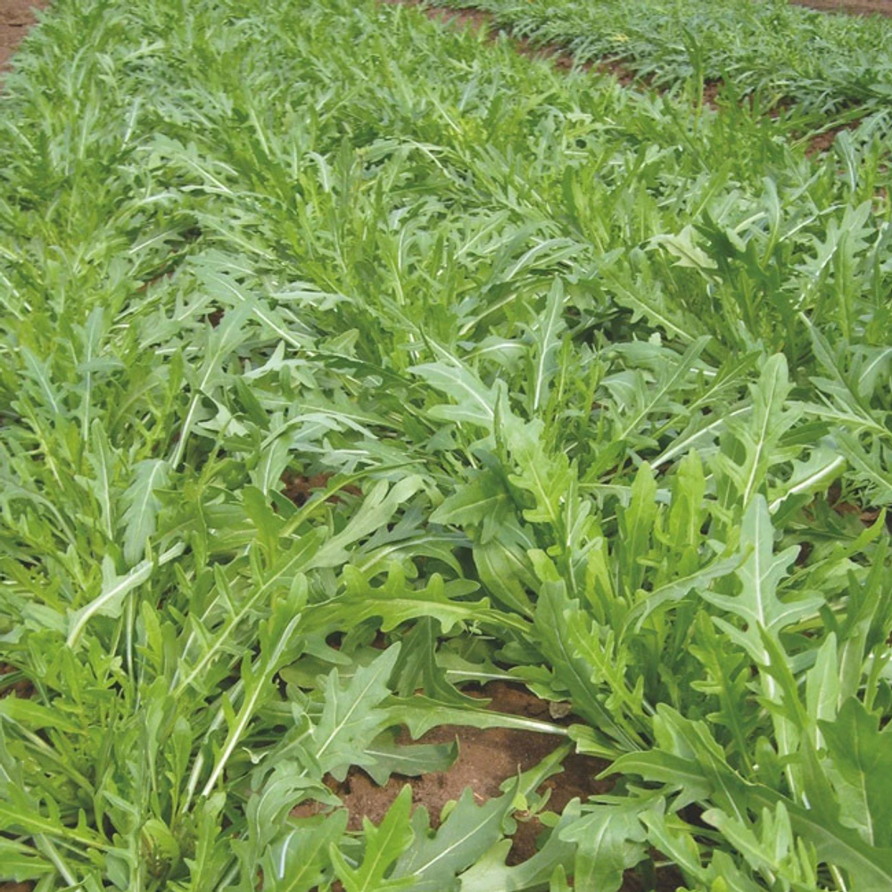 Триция семена рукколы (Enza Zaden / Энза Заден)