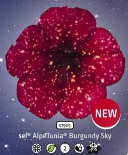 Новинка 2025 Петуния Alpetunia Burgundy Sky ОКС укорененный черенок. 1-10 марта