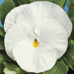 Семена Виола Снежная вершина белая 0,1гр