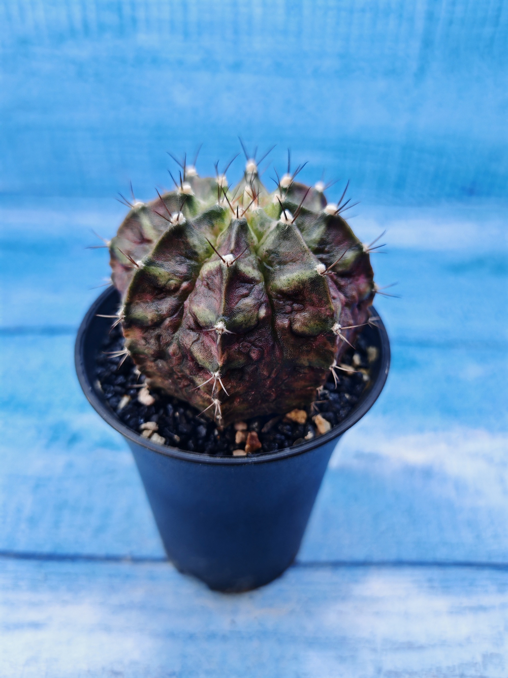 Gymnocalycium T-Rex Pink hybride (Гимнокалициум T-rex)