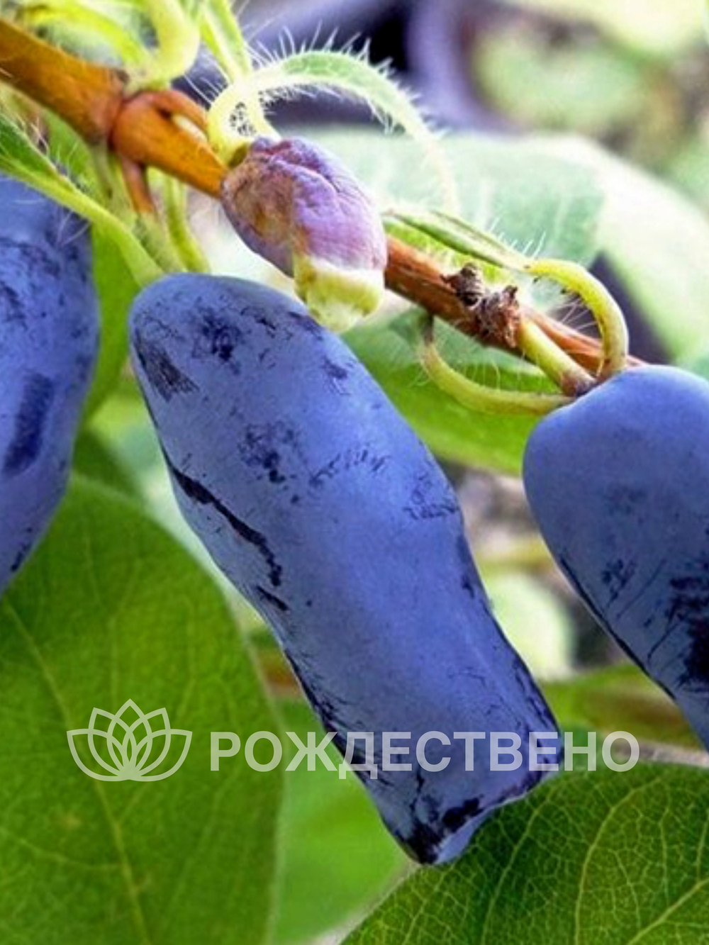 Жимолость Морена