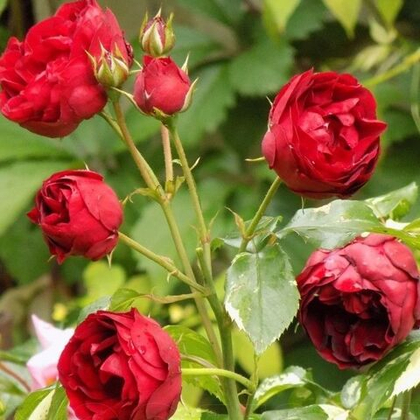 Роза Эли Семун чайно-гибридная саженец с ЗКС.